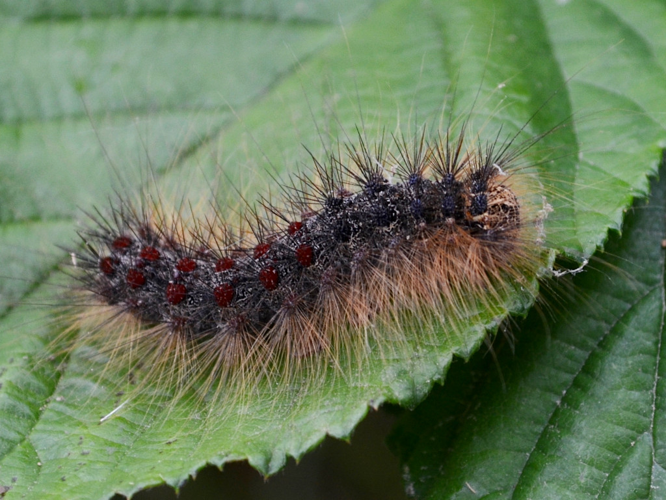 Le Disparate (Lymantria dispar), chenille à terme © Christina Bot