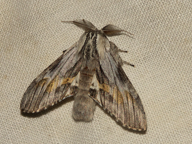 Le Dragon (Harpyia milhauseri) © Sylvain Montagner