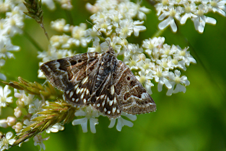 Le Mi (Euclidia mi) © Benjamin Beaufils