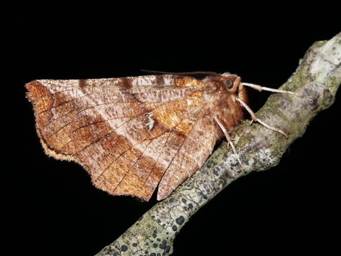L'Ennomos illunaire (Selenia dentaria) © Sylvain Montagner