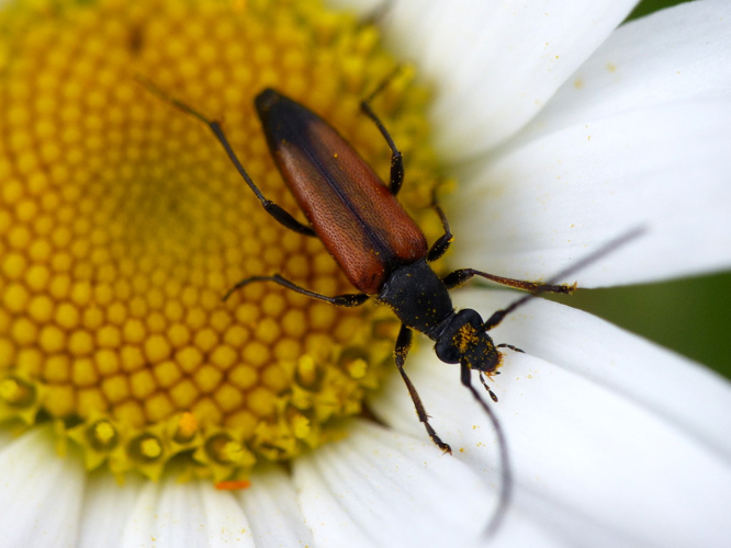 Lepture à poils durs (Stenurella melanura) © Morvan Debroize