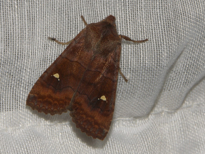 Le Satellite (Eupsilia transversa) © Sylvain Montagner