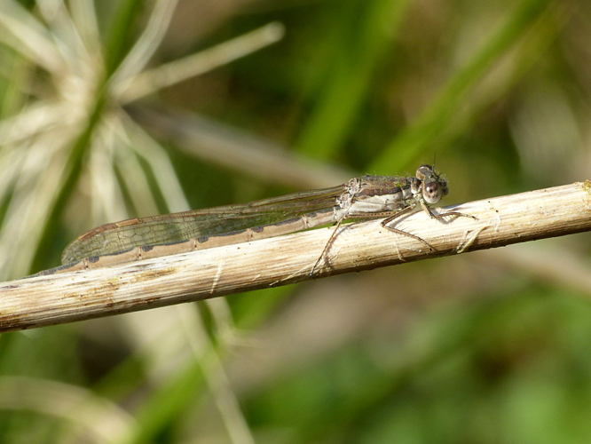 Leste brun (Sympecma fusca) © Morvan Debroize