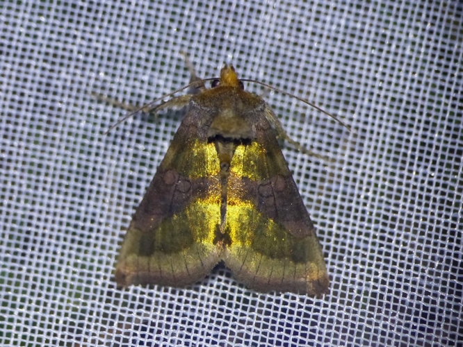 Le Vert-Doré (Diachrysia chrysitis) © Morvan Debroize