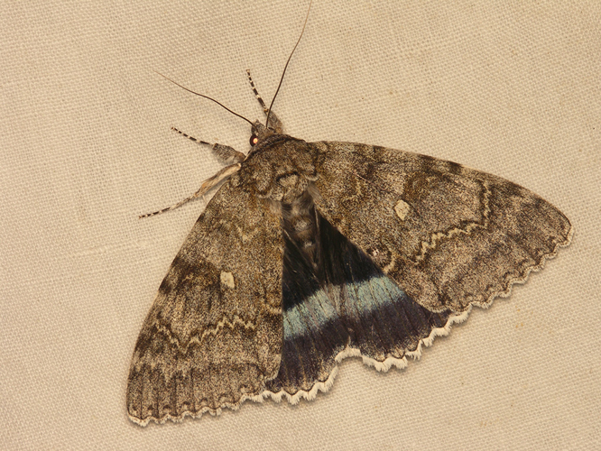 Lichénée bleue (Catocala fraxini) © Sylvain Montagner