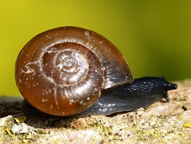 Luisant des bois (Oxychilus navarricus helveticus) © Sylvain Montagner