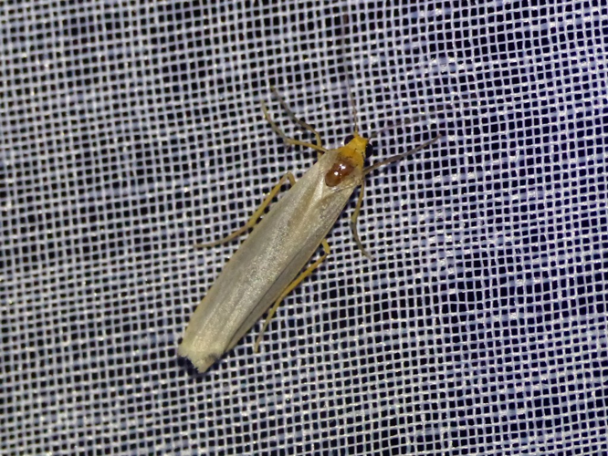 Manteau pâle (Eilema caniola) © Morvan Debroize