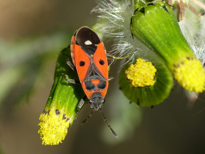 Melanocoryphus albomaculatus © Morvan Debroize