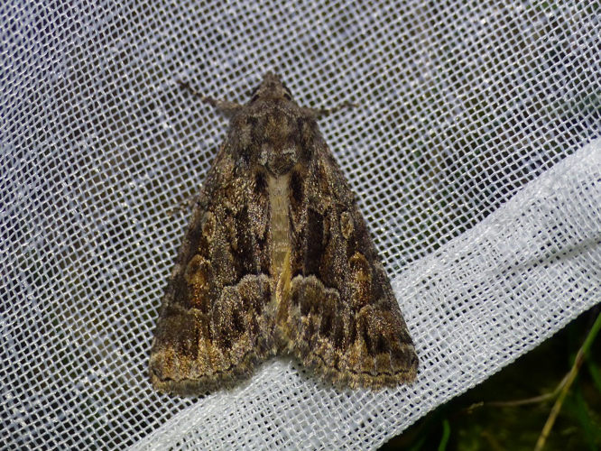 Noctuelle cythérée (Thalpophila matura) © Morvan Debroize