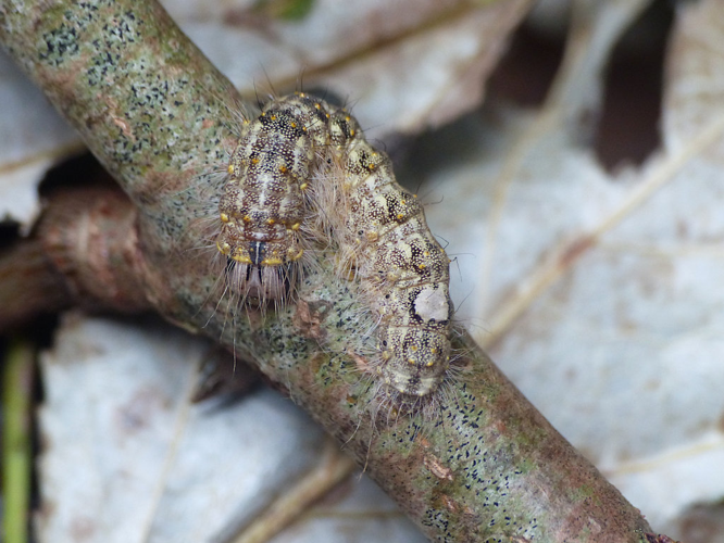 Noctuelle mégacéphale (Acronicta megacephala), chenille © Morvan Debroize