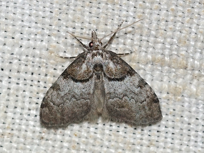 Nole-capuchon (Nola cucullatella) © Sylvain Montagner