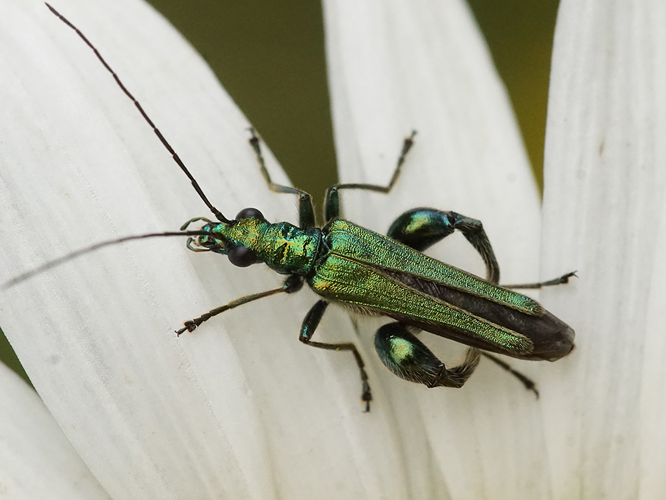 démère noble (Oedemera nobilis) - mâle © Sylvain Montagner