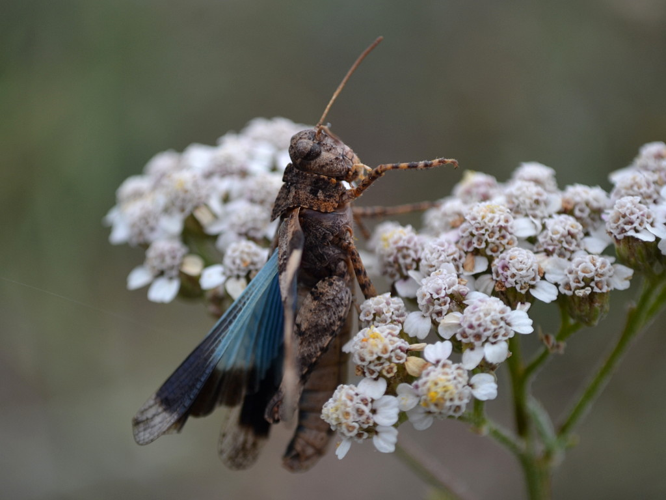 OEdipode turquoise mort, contaminé par Entomophaga grylli © Morvan Debroize
