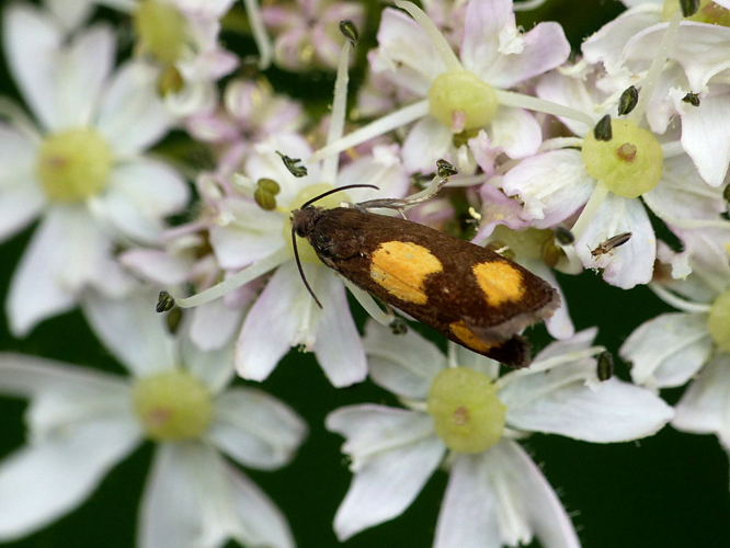 Pammene aurana © Morvan Debroize