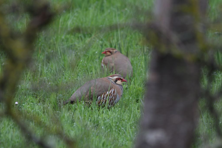 Perdrix rouge (Alectoris rufa) © Rémi Jardin