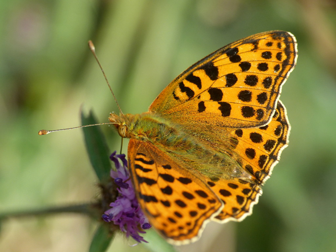 Petit nacré (Issoria lathonia) © Morvan Debroize