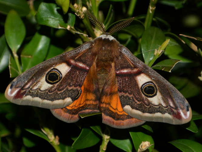 Petit Paon de Nuit (Saturnia pavonia), mâle © Christina Bot