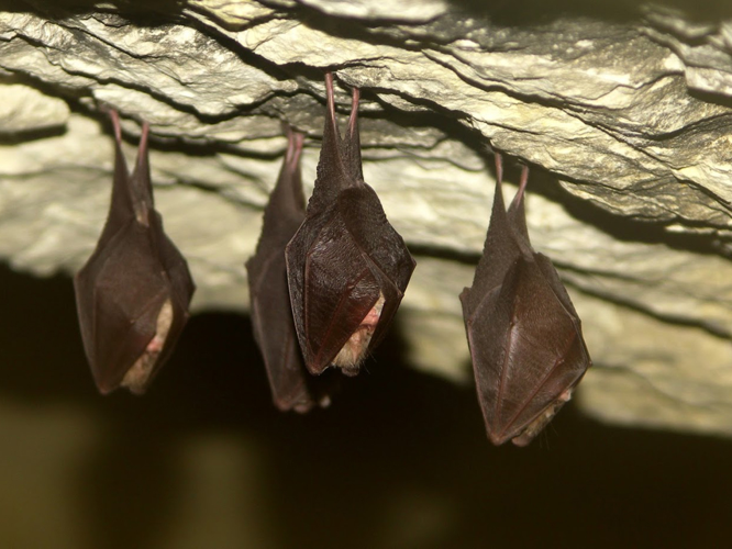 Petit rhinolophe (Rhinolophus hipposideros) © Sylvain Montagner