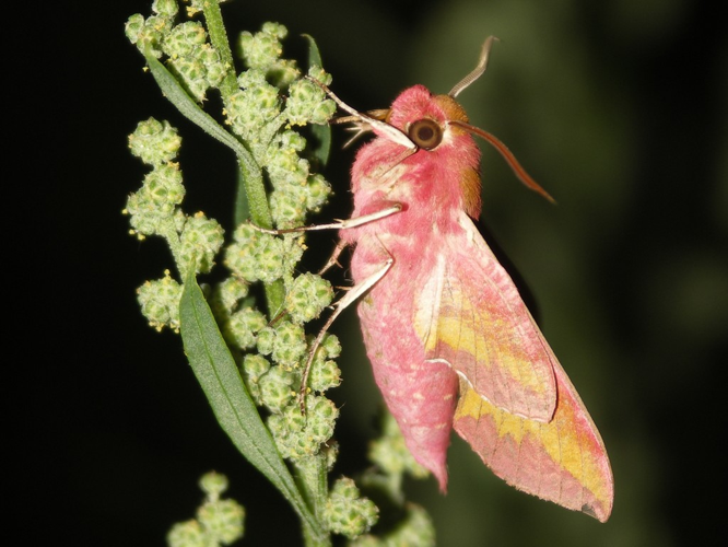 Petit Sphinx de la Vigne (Deilephila porcellus) © Sylvain Montagner
