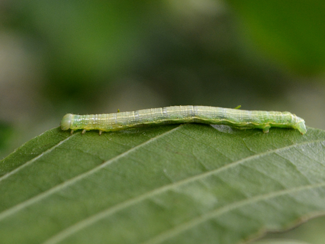 Phalène du Marronnier (Alsophila aescularia), chenille © Christina Bot