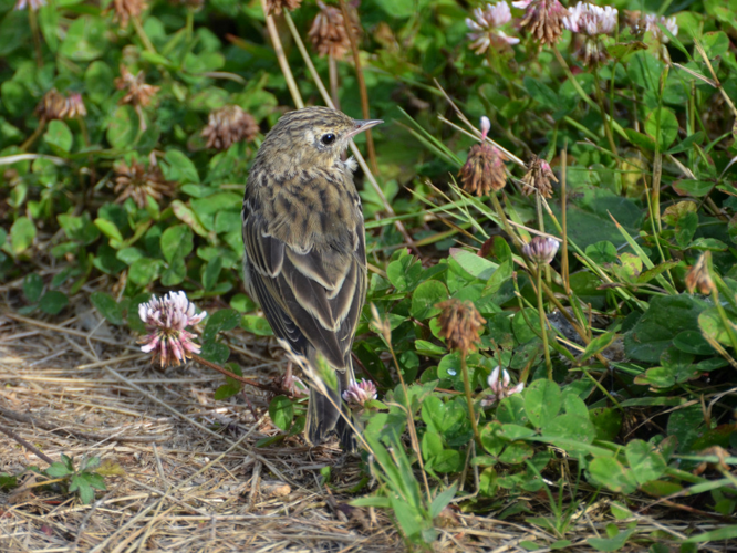 Pipit des arbres (Anthus trivialis) © Christina Bot