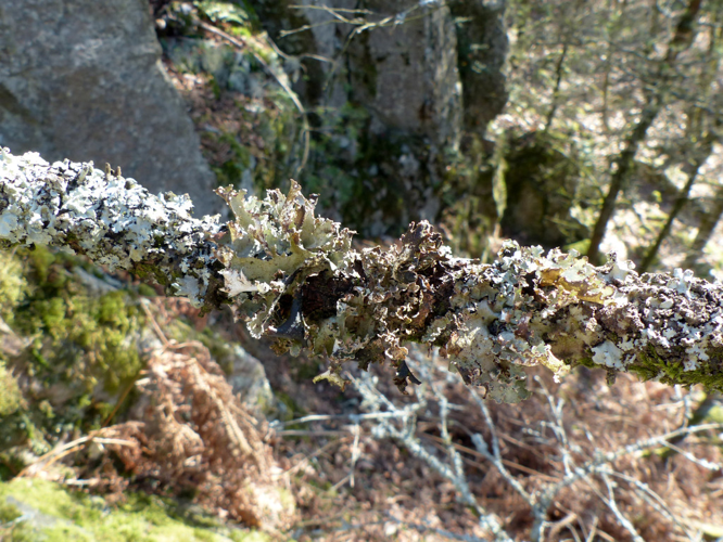 Platismatia glauca © Morvan Debroize