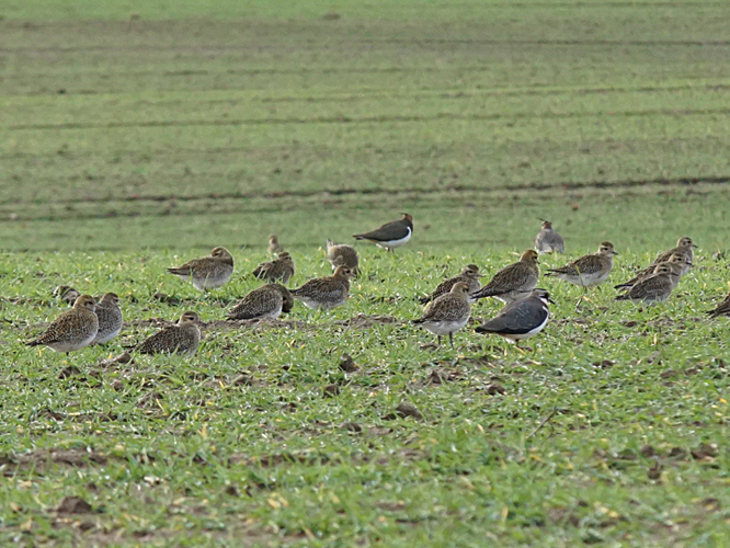 Pluviers dorés (Pluvialis apricaria) avec 2 Vanneaux huppés © Sylvain Montagner