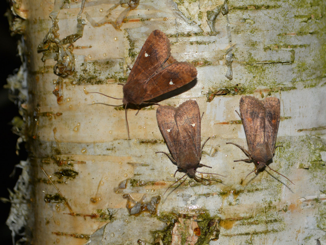Point blanc (Mythimna albipuncta) © Christina Bot