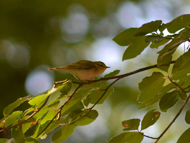Pouillot siffleur (Phylloscopus sibilatrix) © Morvan Debroize