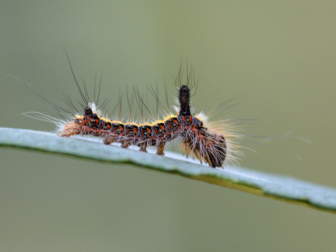 Psi (Acronicta psi), chenille © Christina Bot