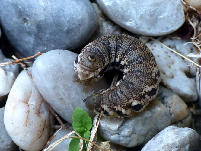 Sphinx de l'Epilobe (Proserpinus proserpina), chenille © Morvan Debroize