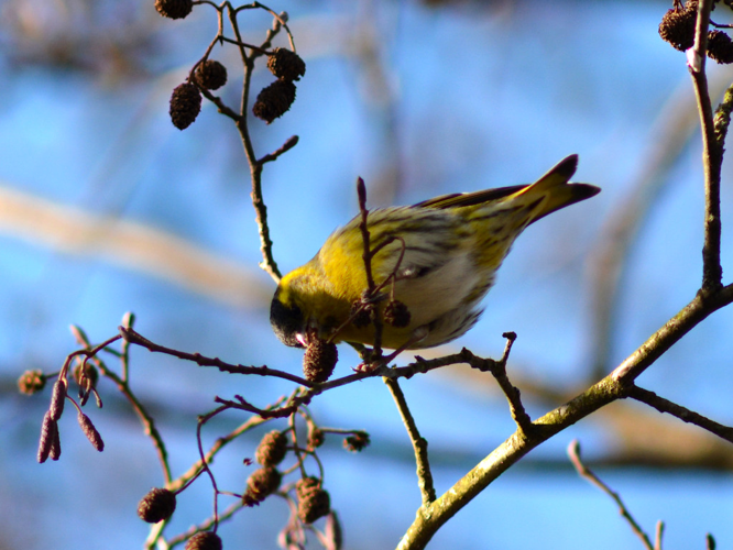 Tarin des aulnes (Carduelis spinus) © Morvan Debroize