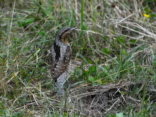 Torcol fourmilier (Jynx torquilla) © Christina Bot