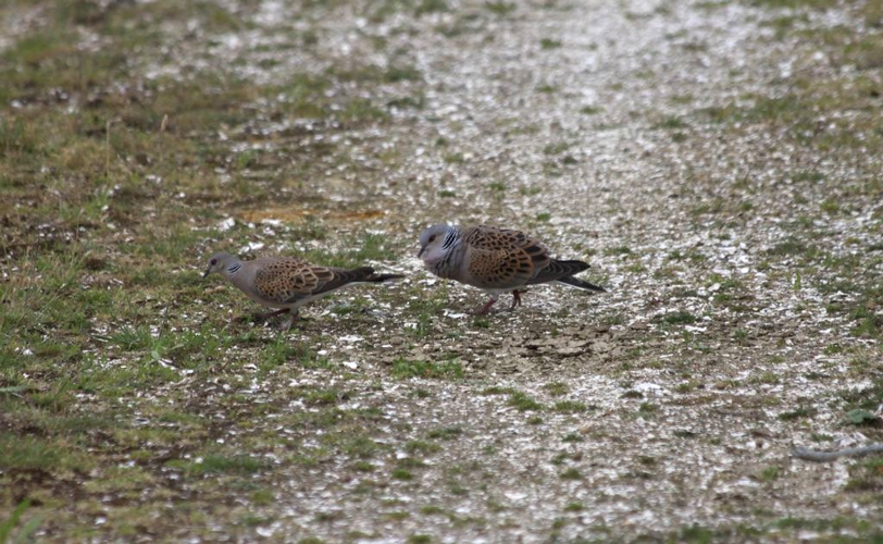 Tourterelle des bois (Streptopelia turtur) - couple © Rémi Jardin