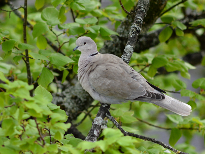 Tourterelle turque (Streptopelia decaocto) © Morvan Debroize