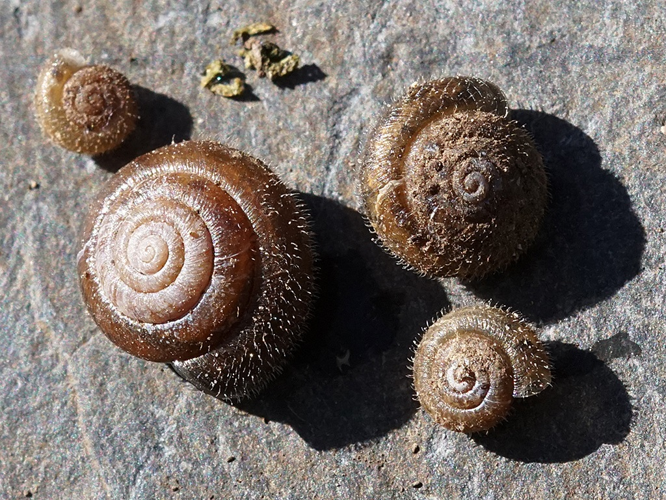 Veloutée commune (Trochulus hispidus) © Sylvain Montagner