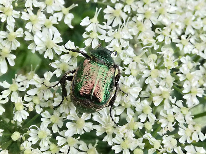 Verdet (Gnorimus nobilis) © Sylvain Montagner