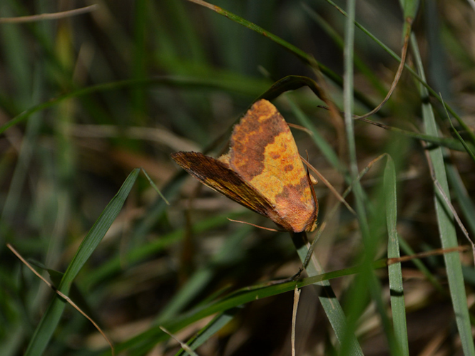 Xanthie dorée (La) (Tiliacea aurago) © Christina Bot