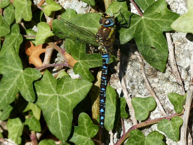 Aeschne mixte (Aeshna mixta) © Morvan Debroize