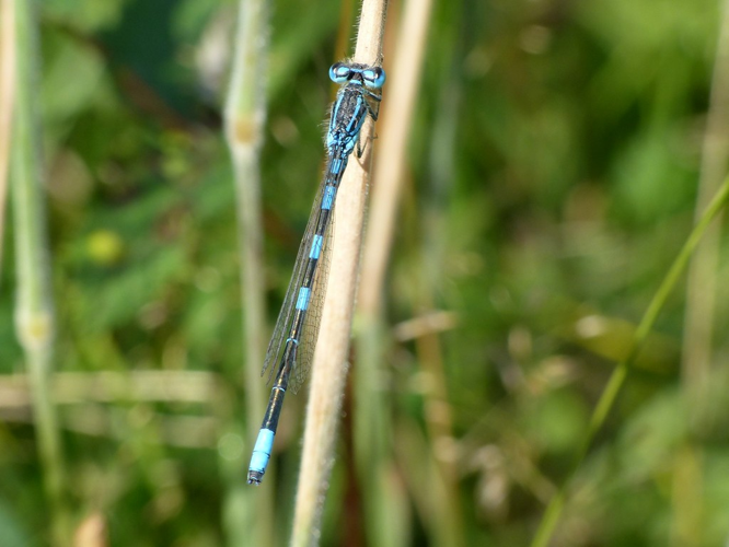 Agrion mignon (Coenagrion scitulum), mâle © Morvan Debroize