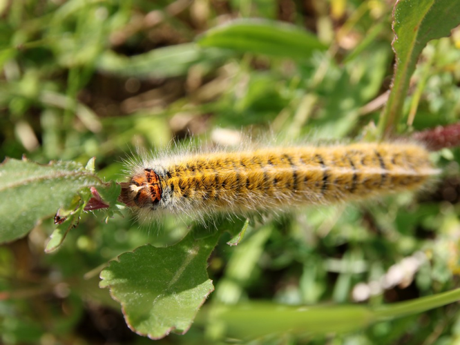 Bombyx du Trèfle (Lasiocampa trifolii), chenille © Louis Leprince