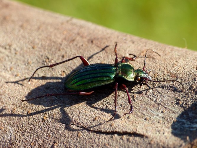 Carabe à reflets d'or (Carabus auronitens) © Morvan Debroize