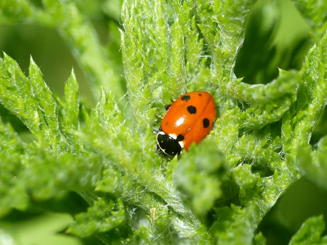 Coccinelle des friches (Hippodamia variegata) © Morvan Debroize