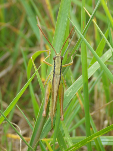 Criquet des Roseaux (Mecostethus parapleurus) © Rémi Jardin