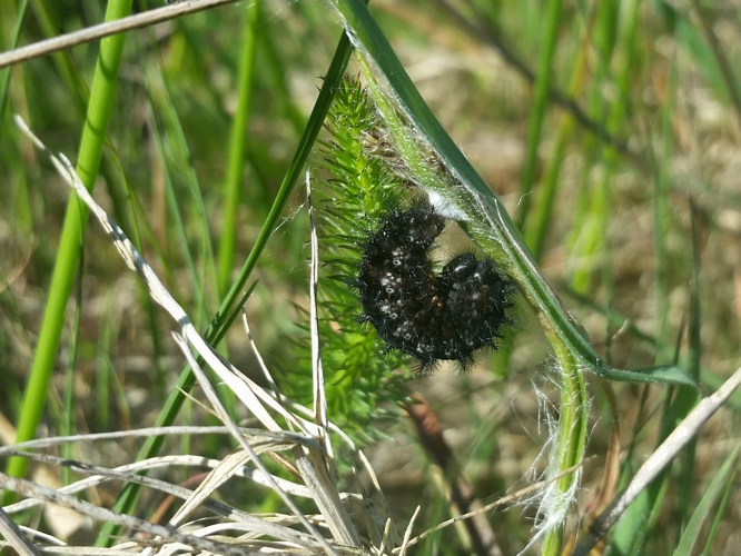 Damier de la Succise, chenille au dernier stade © Julia Combrun