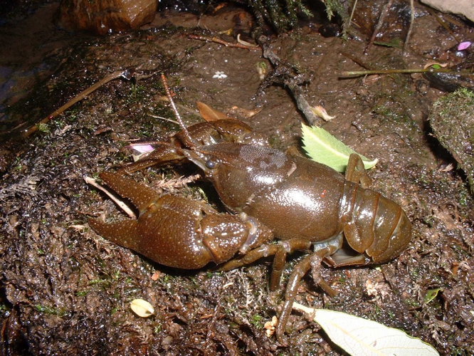 Écrevisse à pattes blanches (Austropotamobius pallipes) © Emmanuelle Morin