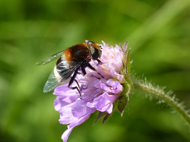 Éristale brouillée (Eristalis intricaria) © Morvan Debroize