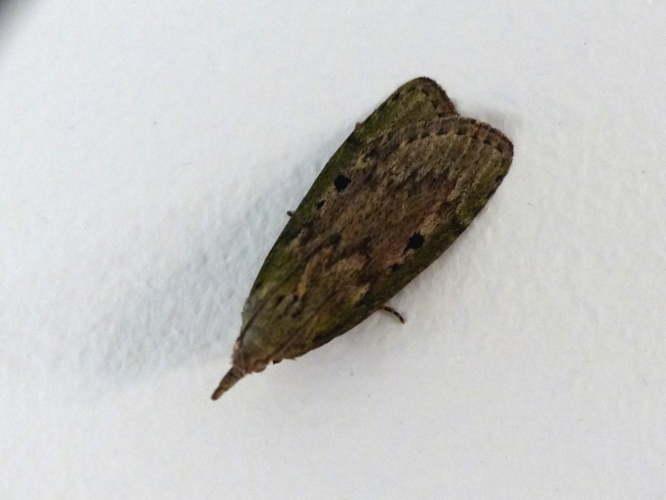 Fausse-teigne des bourdons (Aphomia sociella) © Morvan Debroize