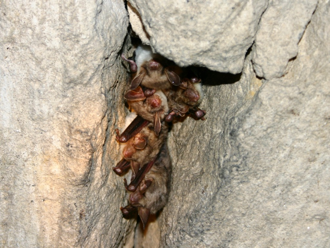 Grand Murin (Myotis myotis) © Emmanuelle Morin