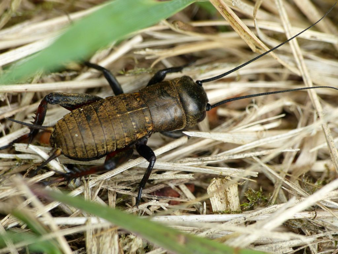 Grillon champêtre (Gryllus campestris), juvénile © Morvan Debroize